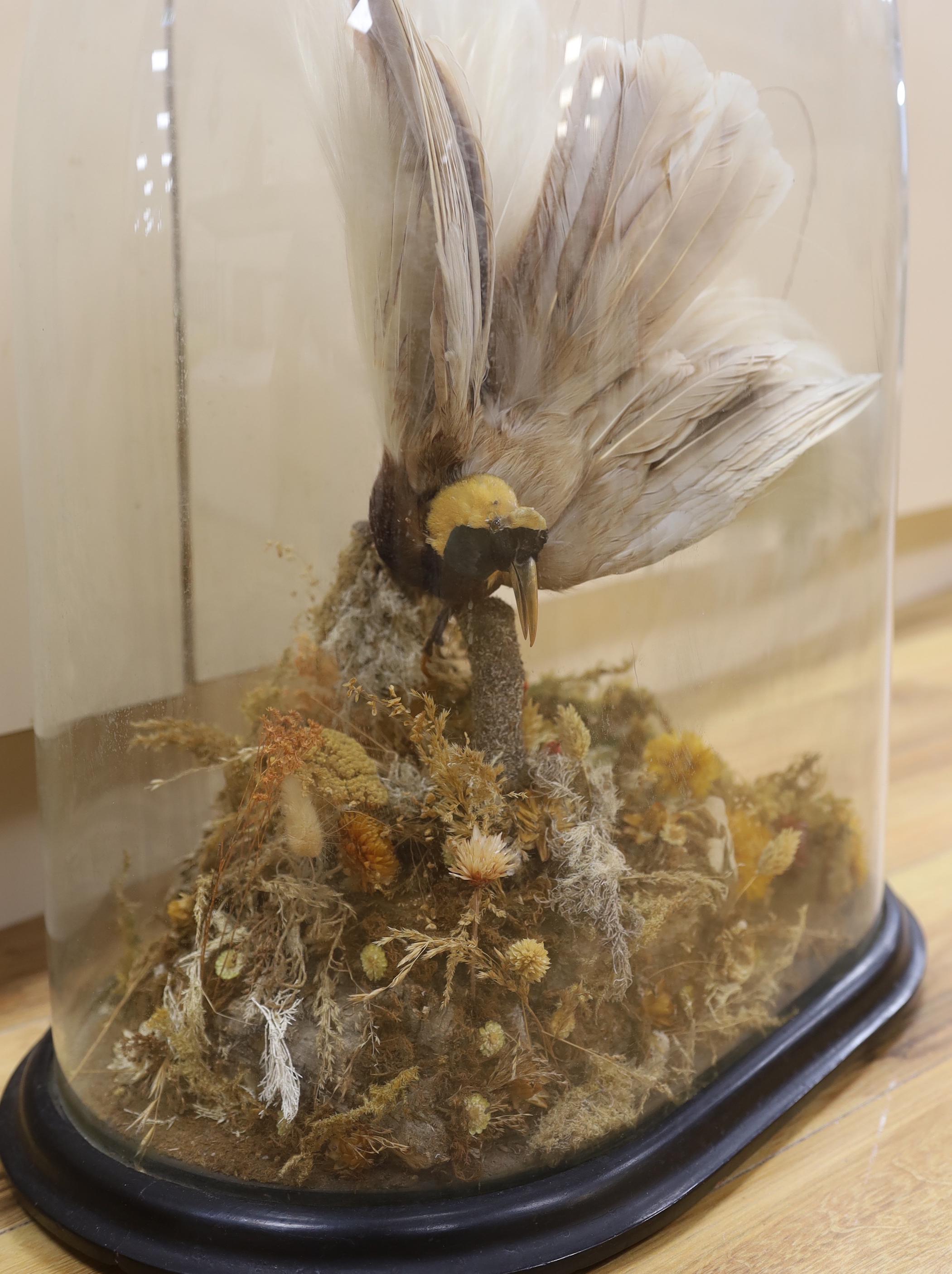 Taxidermy- a Victorian 'Greater Bird of Paradise' under a glass dome, 67cm total